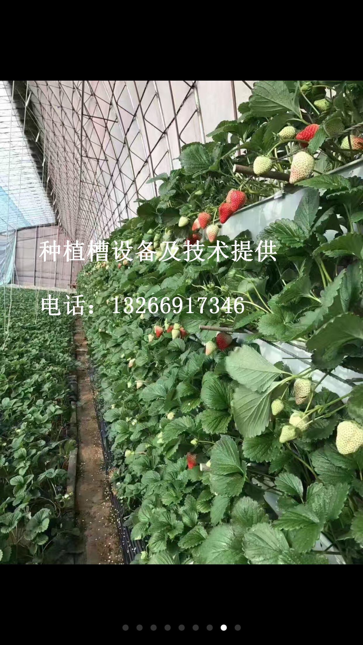 振峰草莓立体种植槽  采摘槽13266917346图片