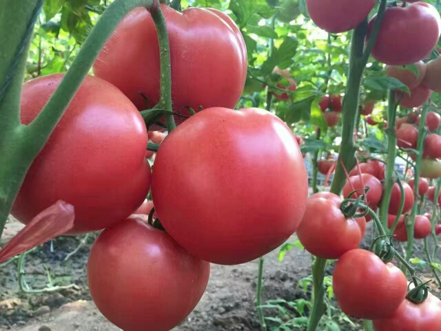 供应粉果大番茄图片