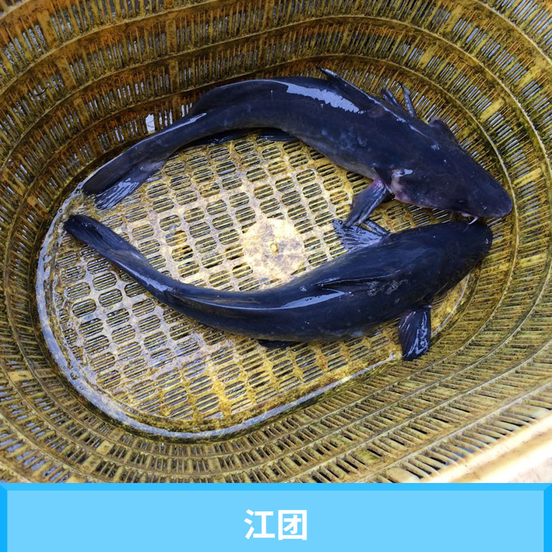 四川星运渔场江团（长吻鮠）特种水产养殖种苗优质江团鱼小苗批发