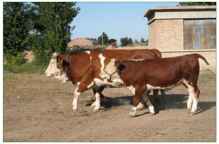 吉林西门塔尔牛价格报价 吉林西门塔尔牛批发吉林西门塔尔牛养殖技术