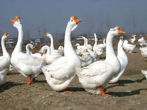 甘肃那里出售鸡苗陕西飞翔禽业供应甘肃那里出售鸡苗陕西飞翔禽业供应