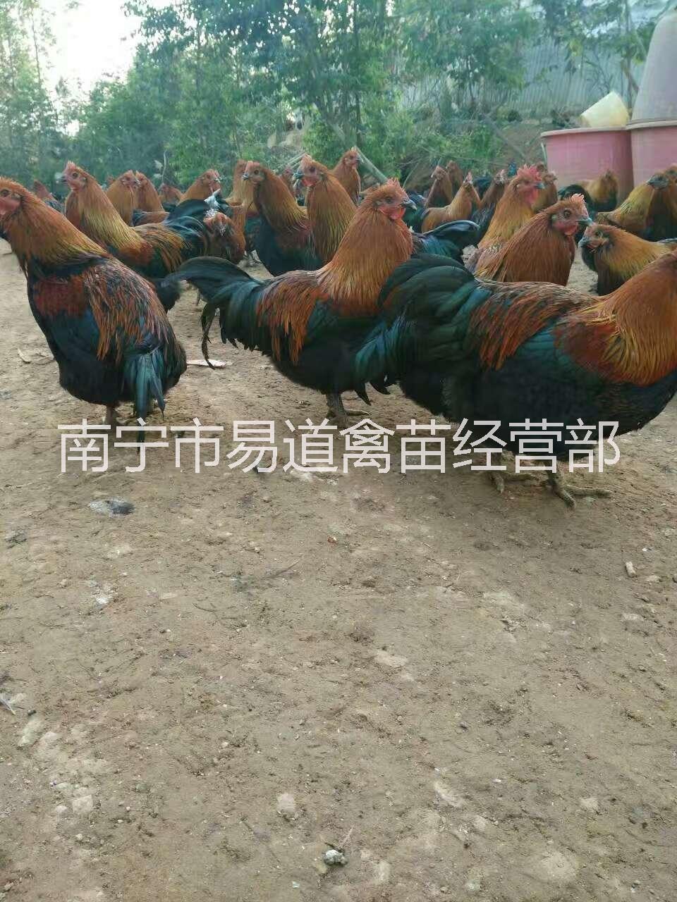 南宁市鸡厂家