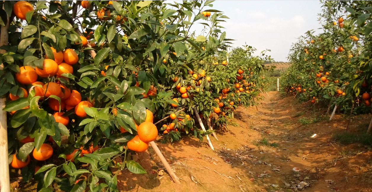 柑橘小苗供应商、供应柑橘小苗、销售柑橘小苗