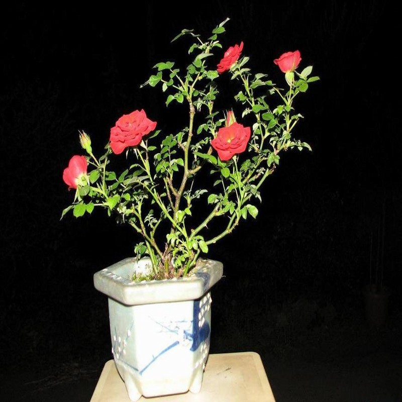 供应玫瑰种苗、玫瑰种苗供应商、销售玫瑰种苗图片