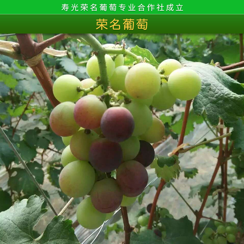 山东潍坊荣名葡萄新品种葡萄苗批发图片