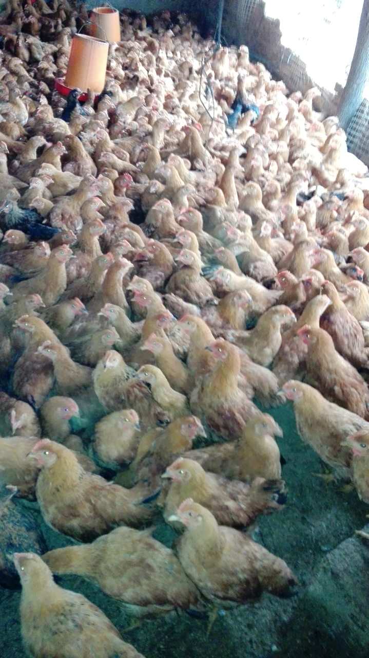 钦州市土鸡母鸡厂家
