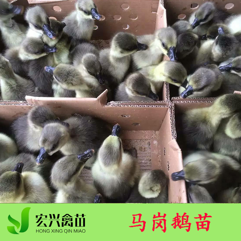 广西生态养殖家禽种苗马岗鹅苗 广东优质肉鹅品系鹅苗出售批发图片