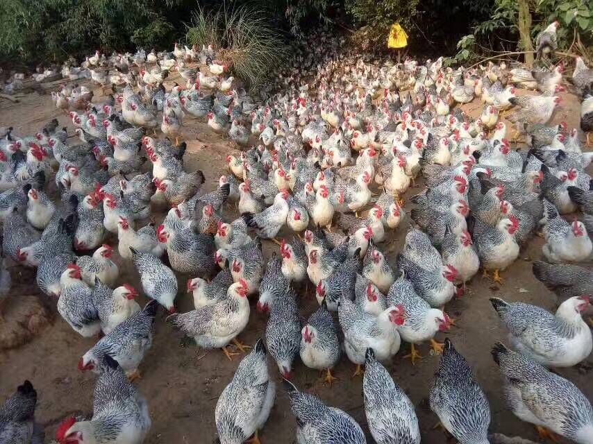 钦州市彩凤鸡厂家