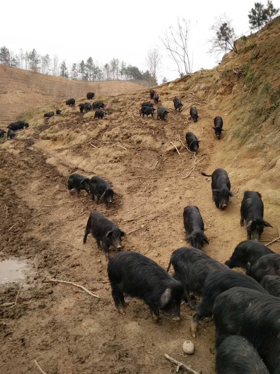 供应陕西藏香猪养殖 陕西藏香猪报价 陕西藏香猪价格