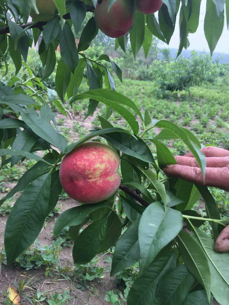 湖南优质水蜜桃  大量供应水蜜桃 桃子优惠图片