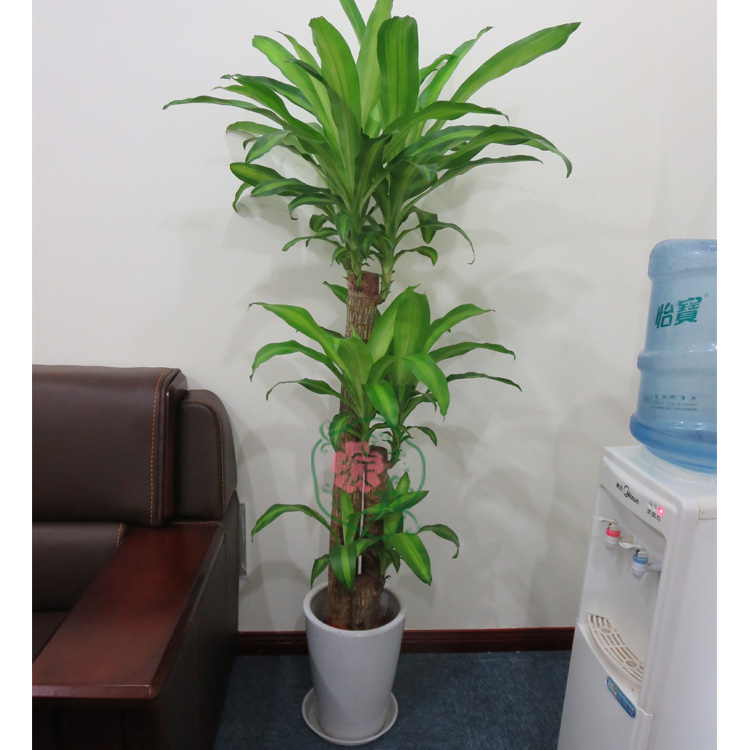 巴西木办公室大棵植物会议室/办公室/走廊耐阴植物巴西木盆栽