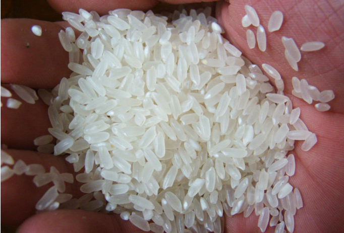 江西大米供应   糯米销售