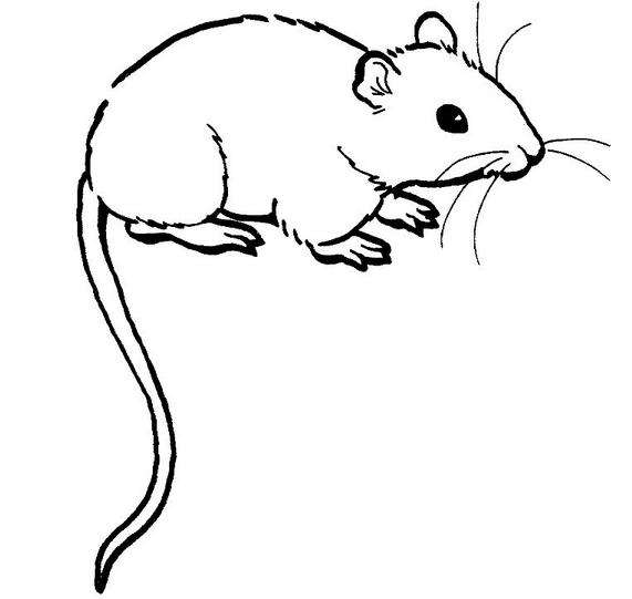 武汉灭鼠公司介绍规范防鼠措施。