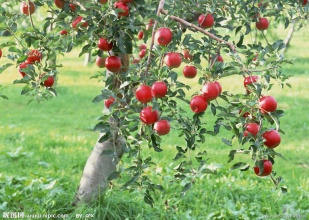 供应用于种植 管理的山东优质苹果批发