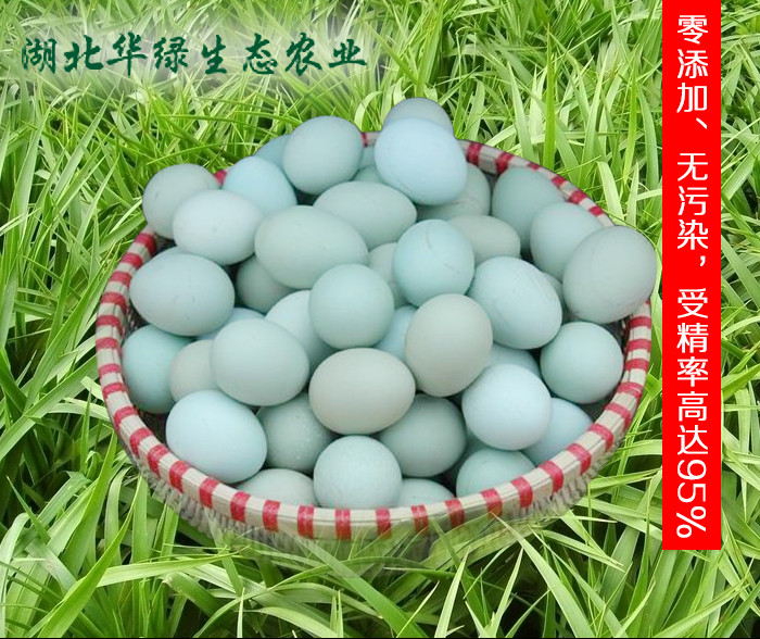 绿壳蛋鸡种蛋  五黑鸡种蛋高产黑羽 黄麻羽种蛋 贵妃鸡种蛋 土鸡种蛋图片
