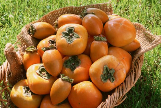 常年出售 蜜柿  蜜柿 太阳柿 蜜柿 太阳柿 磨盘柿等优质柿子苗包品种签合同