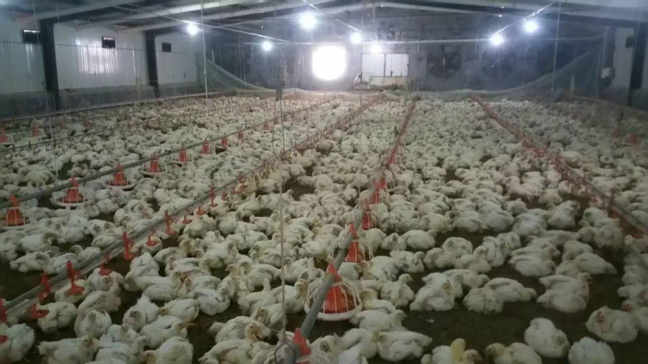 肉食鸡销售  肉食鸡养殖