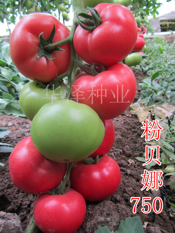 越冬 大果型 极早熟 番茄种子批发