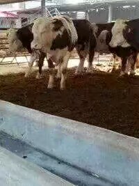 西门塔尔牛，小牛西门塔尔牛，小牛