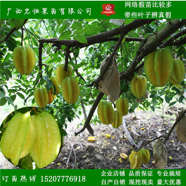 台湾蜜丝杨桃树苗价格  台湾蜜丝杨桃树苗报价 品质优良图片