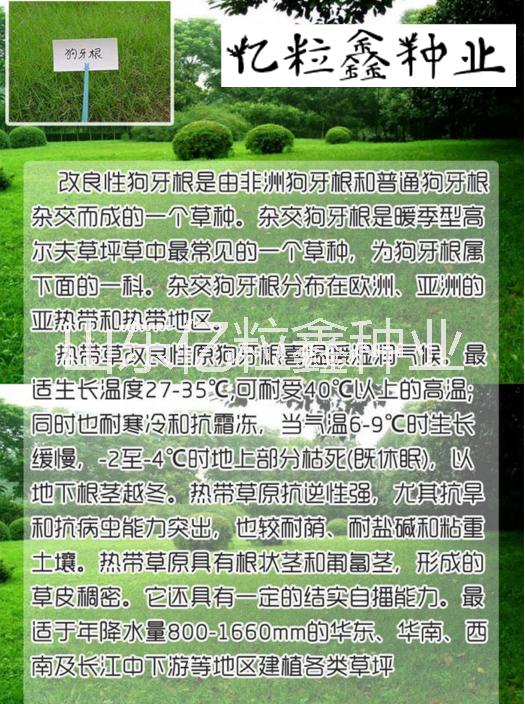 江苏省苏州市四季开花的护坡草种图片