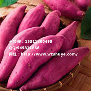 辽宁红薯苗产地 河北红薯种苗批发 藁城红薯品种图片