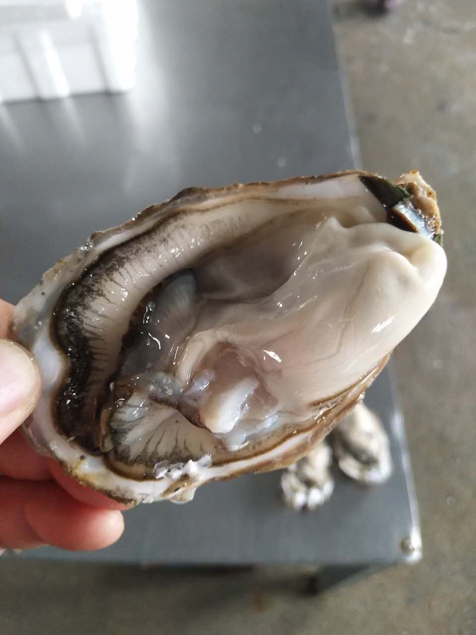 牡蛎价格 生蚝货源 鲜活海蛎子批发