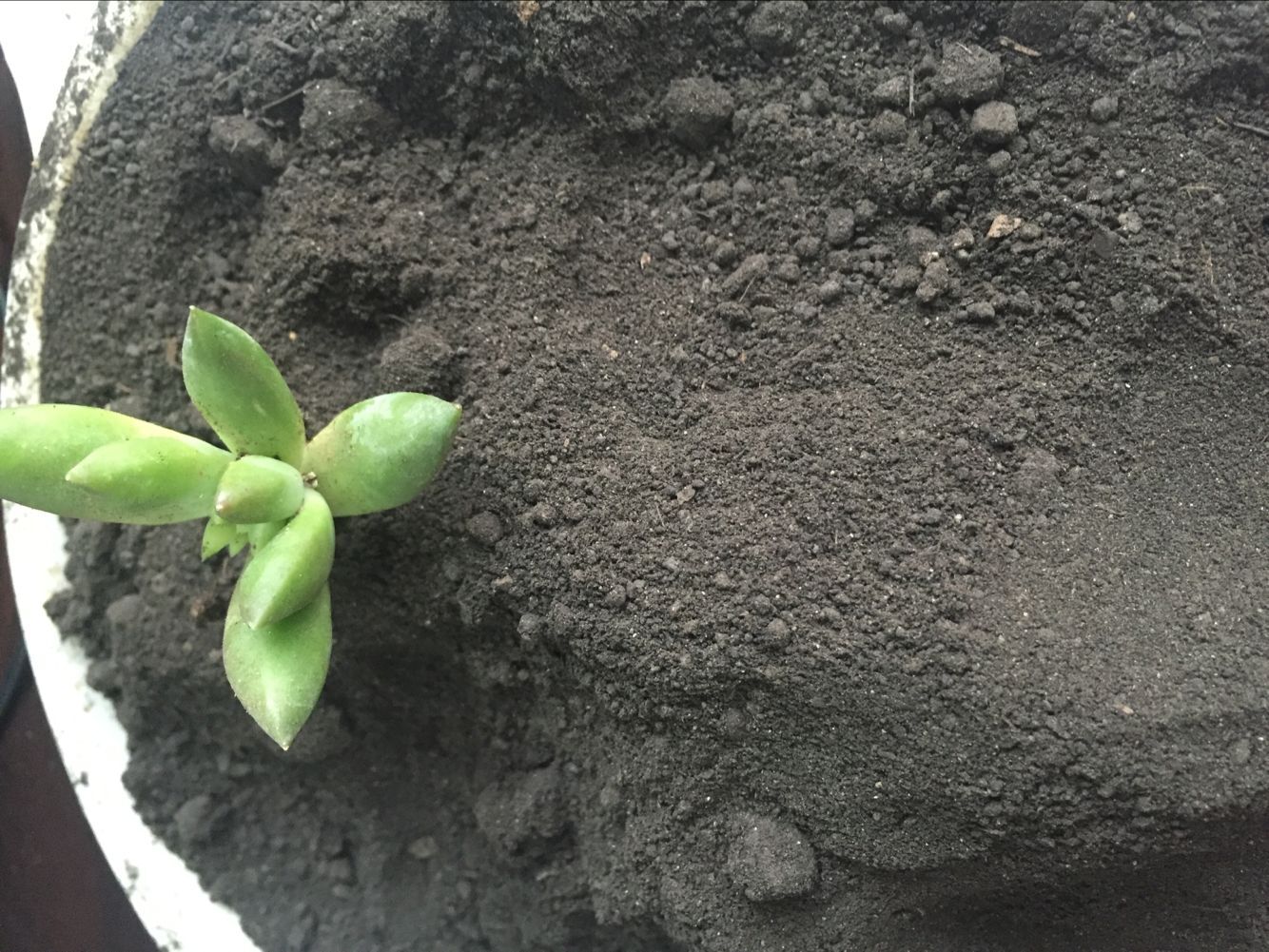 种药材哪种有机肥好 药材种植专用有机肥  发酵羊粪图片