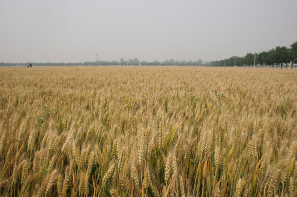 商水县小麦种植  玉米种植