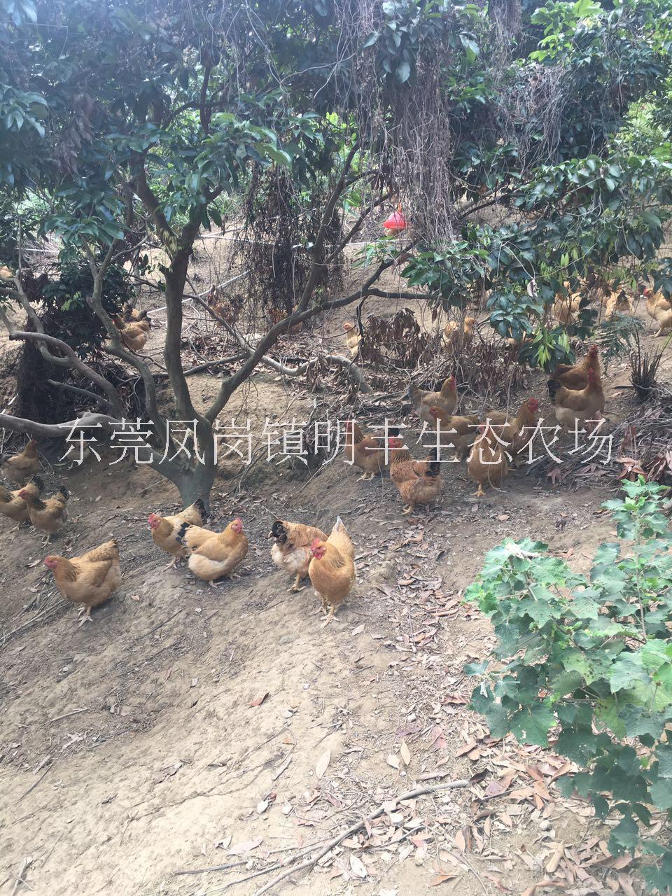 供应散养土鸡 广东农家鸡批发 走地土鸡供应商图片