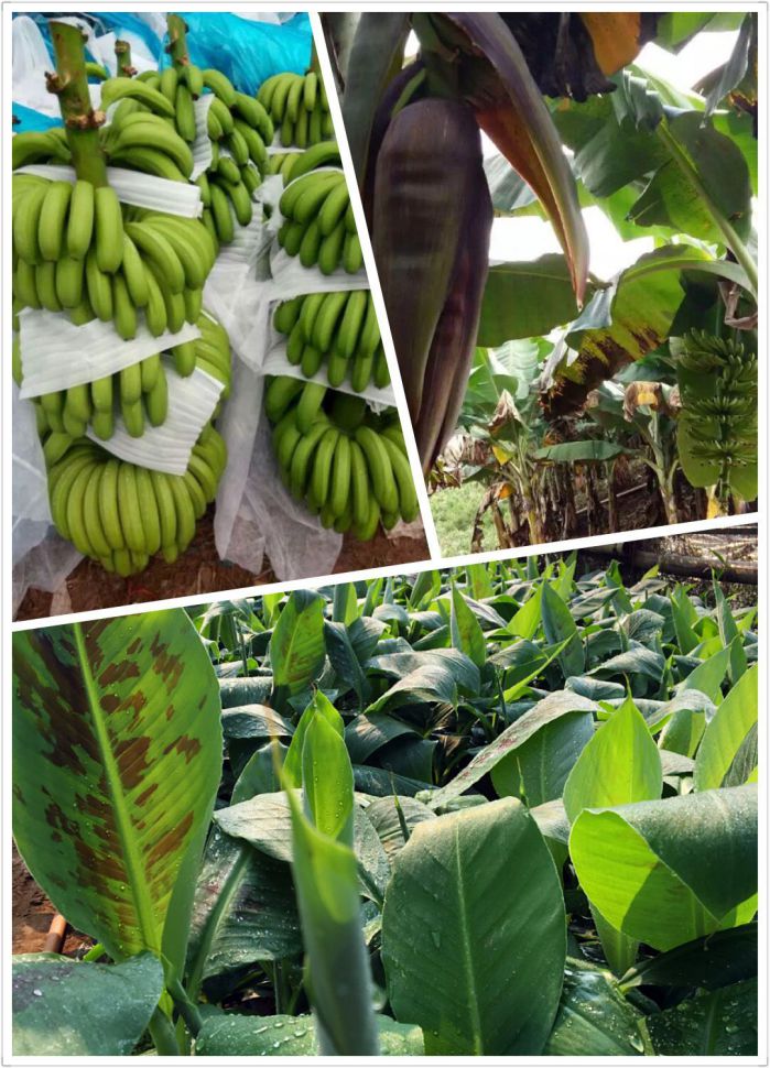 红河哈尼族彝族自治州巴西蕉苗厂家现货批发巴西蕉苗 巴西蕉苗供应商 香蕉种苗批发