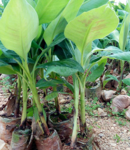 现货批发香蕉苗 香蕉种苗批发 泰国蕉苗 香蕉苗一级厂苗