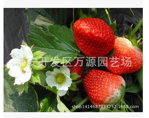 优质奶油草莓苗 草莓苗供应商草莓苗厂家草莓苗批发