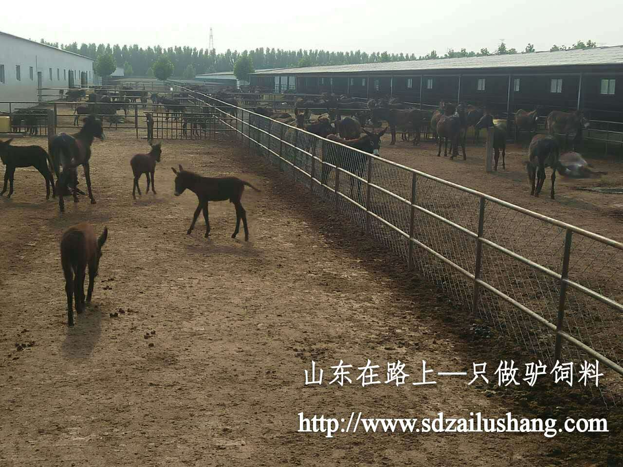 养马场建造需要注意的六大重点---在路上驴饲料