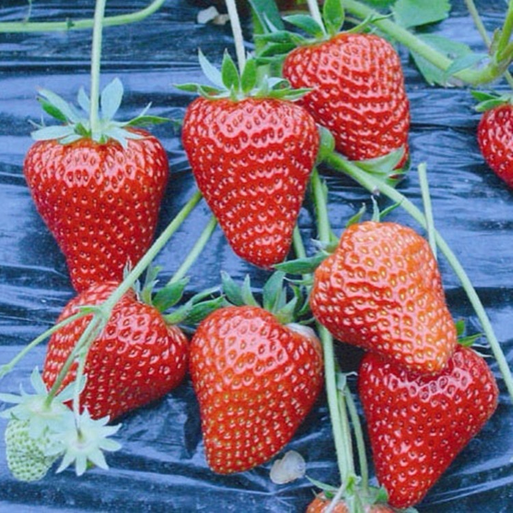 草莓苗 大棚种植草莓苗 丰香草莓香气大 甜查理草莓苗产量高 耐运输 包成活图片