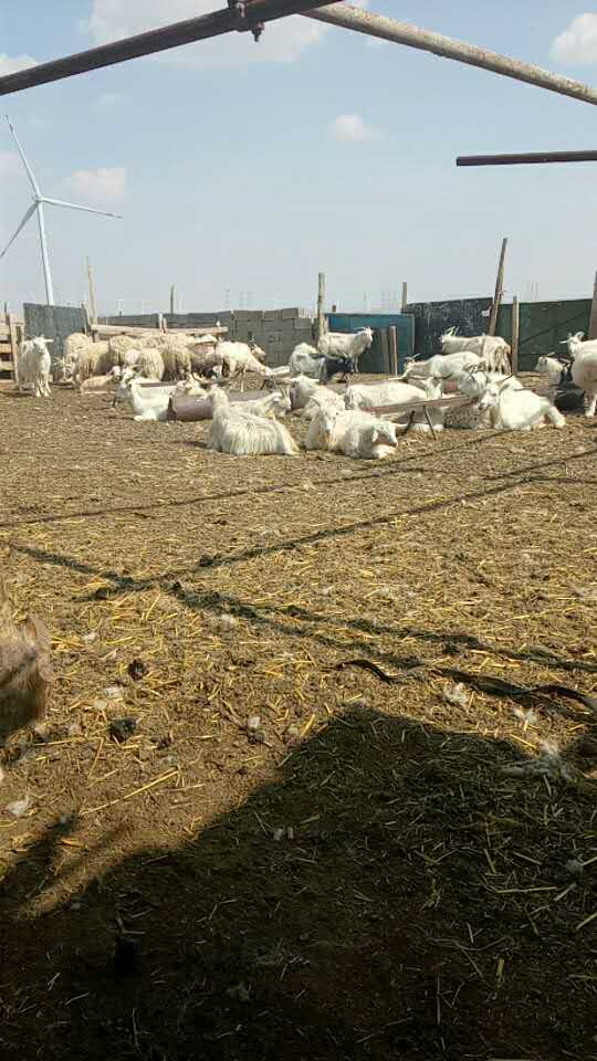 肉羊养殖销售批发