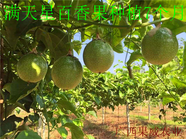 玉林市台湾进口百香果苗木厂家