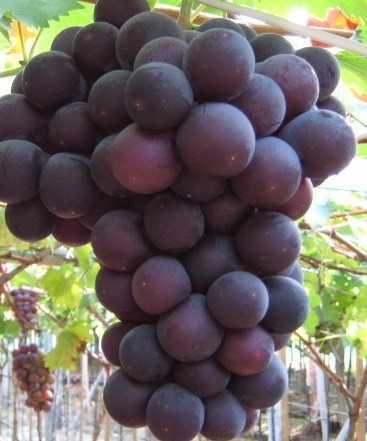 山东巨峰葡萄批发价格 葡萄种植基地 新鲜葡萄价格 广东巨峰葡萄图片