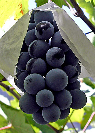 葡萄批发价格 葡萄种植基地 新鲜葡萄价格 广东巨峰葡萄