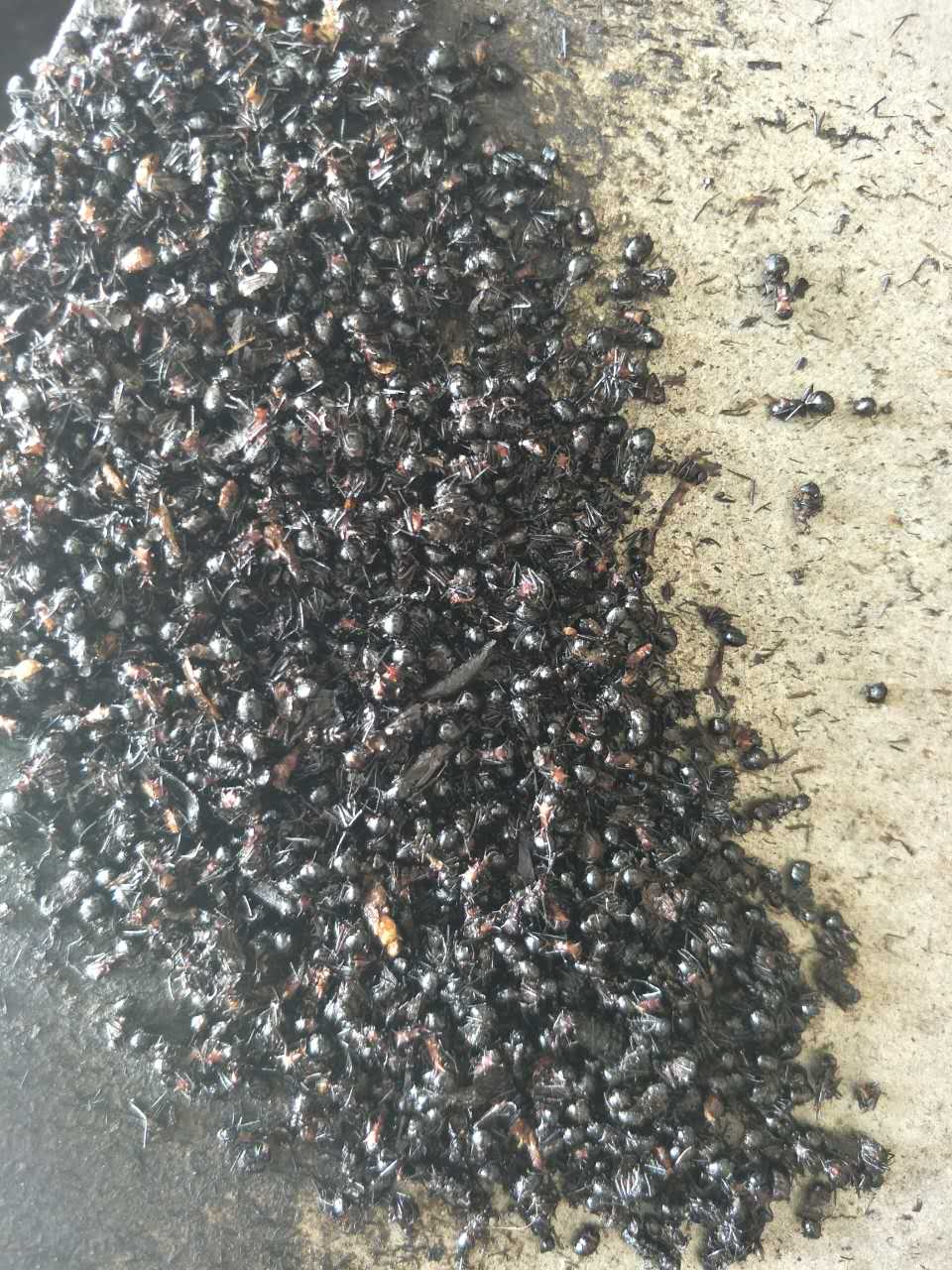 供应黑蚂蚁、供应黑蚂蚁厂家报价、供应黑蚂蚁价格