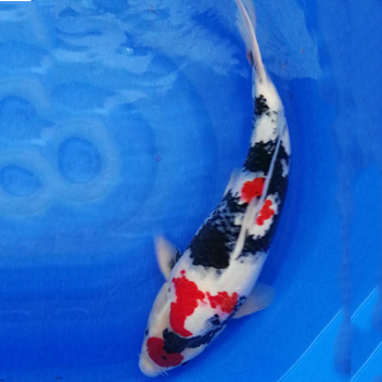 广州锦鲤渔场批发纯种日本锦鲤昭和白写丹顶红白图片