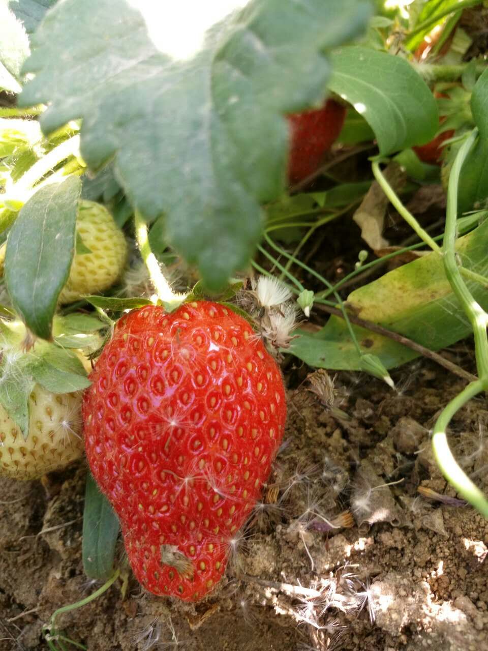 日本优质红颜草莓苗图片