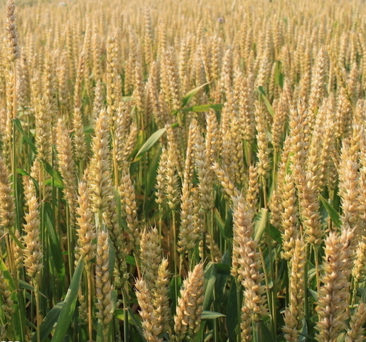 河北小麦种植   高粱种植销售  玉米销售