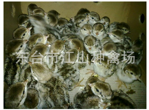 江苏厂家长期批发供应自养优质草鸡苗鸡图片