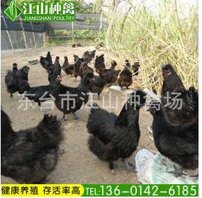 厂价直销土鸡五黑绿壳蛋鸡 包打马立克疫苗包养殖技术指导图片