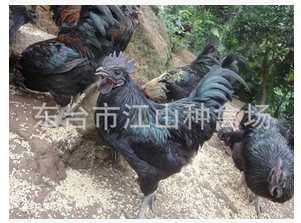 直销供应纯种五黑鸡种苗 养殖批发五黑一绿纯种五黑鸡雏苗图片