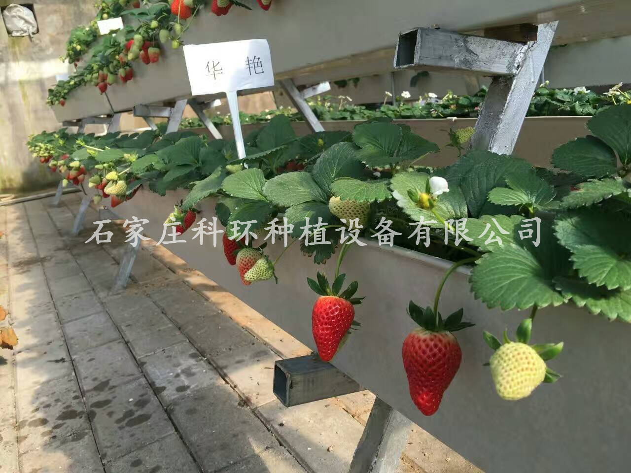 草莓无土栽培技术无土种植设备厂家