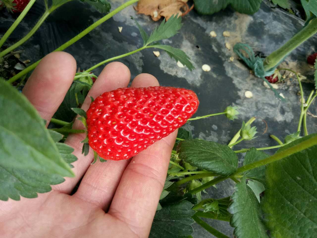 泰安市草莓苗种植销售 草莓苗品种 奶油草莓苗批发