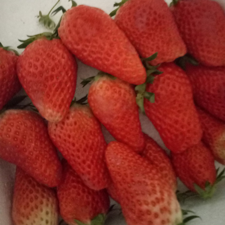 奶油草莓苗批发草莓苗种植销售 大棚草莓苗哪里有卖