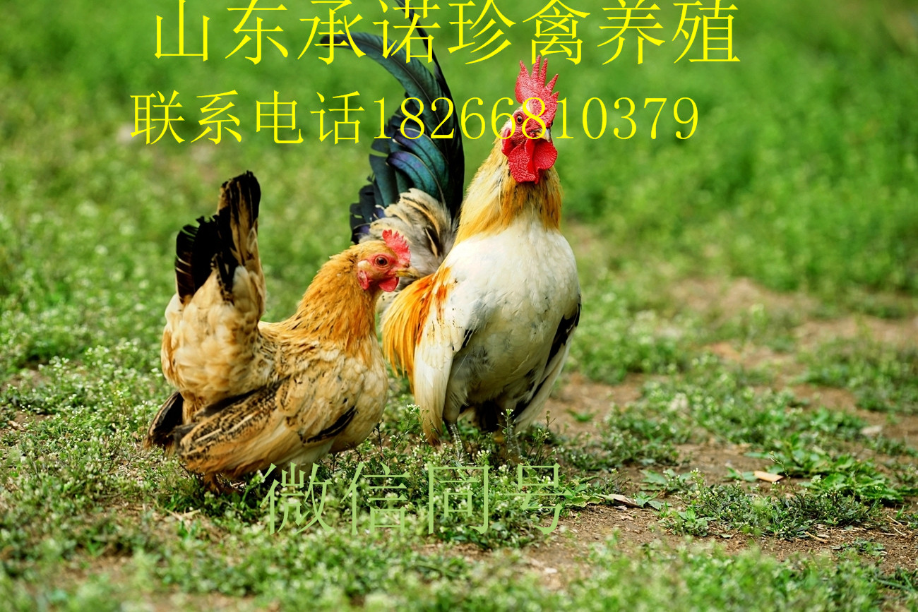 观赏鸡鸡苗的价格 观赏鸡价格 哪里有卖观赏鸡的